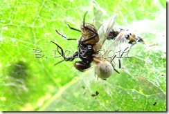 spider eating fly